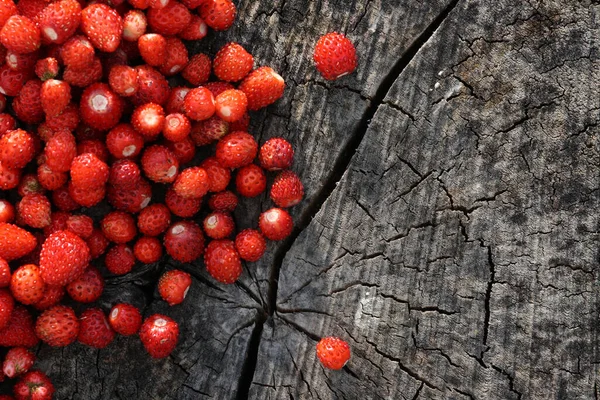 Fresas Silvestres Recién Recogidas Fragaria Vesca Como Manjar Del Norte — Foto de Stock