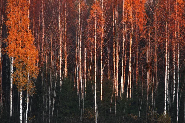 Ένα Φθινοπωρινό Άλσος Birch Κατά Διάρκεια Φυλλώματος Πτώση Στην Εσθονία — Φωτογραφία Αρχείου