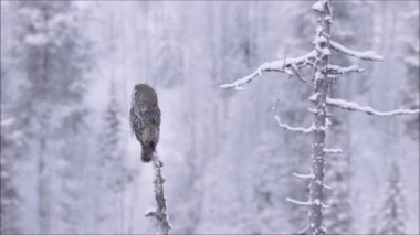 Büyük Gri Baykuş (Strix nebulosa) ölü bir ağacın üzerinde oturuyor ve Kuzey Avrupa, Kuusamo yakınlarındaki Fin Taiga ormanında soğuk bir kış günü etrafa bakıyor..