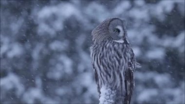 Kuzey Avrupa 'da, Finlandiya' nın soğuk Taiga ormanlarında kar fırtınası sırasında karlı bir ağaçta oturan büyük gri baykuş (Strix nebulosa)..