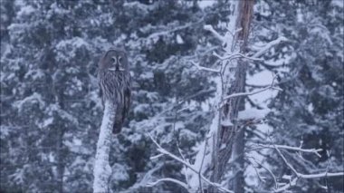 Kuzey Avrupa 'da, Finlandiya' nın soğuk Taiga ormanlarında kar fırtınası sırasında karlı bir ağaçta oturan büyük gri baykuş (Strix nebulosa)..