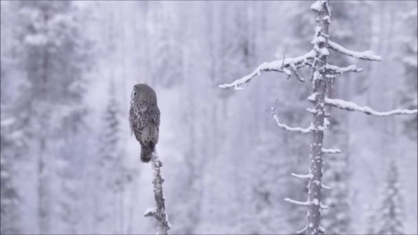 Great Grey Owl Strix Nebulosa Sentado Uma Velha Árvore Morta — Vídeo de Stock