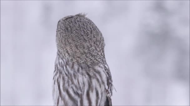 Retrato Uma Grande Coruja Cinzenta Strix Nebulosa Ambiente Invernal Meio — Vídeo de Stock