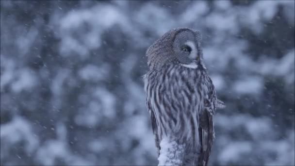 Gran Búho Gris Strix Nebulosa Sentado Árbol Nevado Durante Una — Vídeo de stock