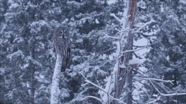 冬は吹雪 冬は冷たいフィンランドのタイガの森 北ヨーロッパの雪の木の上に座っている大きな灰色のフクロウ Strix Nebulosa — ストック動画