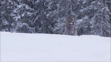 Büyük Gri Baykuş (Strix nebulosa), Finlandiya 'nın Kuzey Avrupa' nın Kuusamo kenti yakınlarındaki Taiga ormanında sert bir kış gününde yoğun bir karın üzerinde duruyor..
