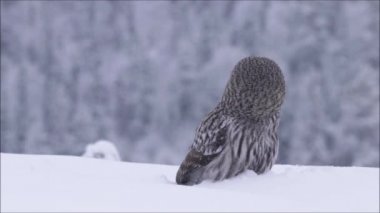 Büyük Gri Baykuş (Strix nebulosa), Finlandiya 'nın Kuzey Avrupa' nın Kuusamo kenti yakınlarındaki Taiga ormanında sert bir kış gününde yoğun bir karın üzerinde duruyor..