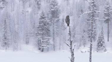 Büyük Gri Baykuş (Strix nebulosa) ölü bir ağacın üzerinde oturuyor ve Kuzey Avrupa, Kuusamo yakınlarındaki Fin Taiga ormanında soğuk bir kış günü etrafa bakıyor..