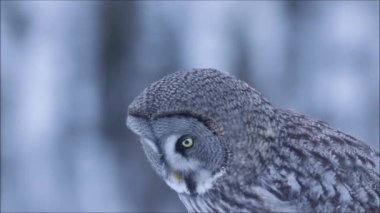 Kuzey Finlandiya 'nın Kuusamo yakınlarındaki soğuk ve kışın Finlandiya' nın Taiga ormanında etrafa bakınıp kendini temizleyen Büyük Gri Baykuş portresi..