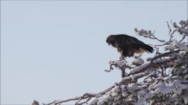 Büyük görkemli bir Altın Kartal (Aquila chrysaetos) kanatlarını çırpar ve Kuzey Avrupa 'daki Finlandiya Taiga ormanında eski bir çam dalında durur..