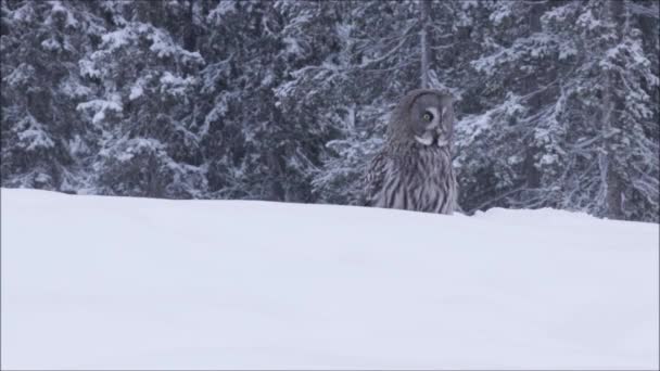 Pták Kořisti Velká Šedá Sova Strix Nebulosa Stojí Hustém Sněhu — Stock video