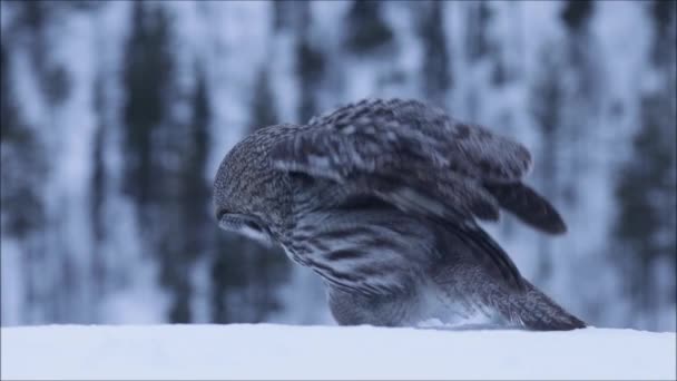 冬の厚い雪と寒いフィンランドのタイガの森 北ヨーロッパを飛び回っているグレートグレイフクロウ Strix Nebulosa — ストック動画