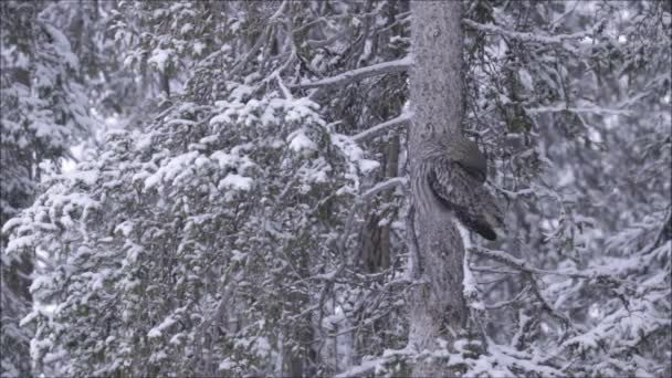 Μια Great Grey Owl Strix Nebulosa Που Κάθεται Ένα Παλιό — Αρχείο Βίντεο