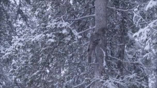寒い冬の日に古い木の枝に座っているグレートグレーフクロウ Strix Nebulosa とフィンランドのタイガの森 北ヨーロッパの大雪で — ストック動画