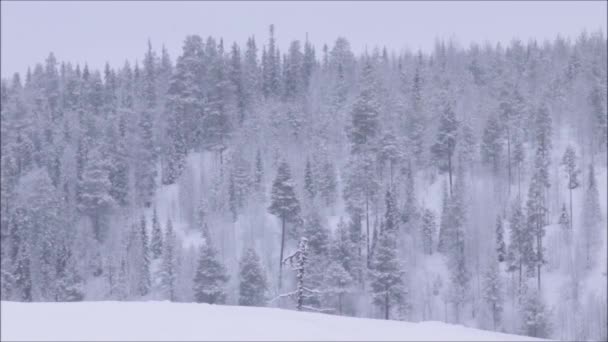 大灰猫头鹰 斑斑星云 在北欧芬兰针叶林的厚厚的雪地上飞来飞去 — 图库视频影像