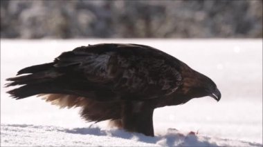 Büyük bir Altın Kartal (Aquila chrysaetos), Kuusamo yakınlarındaki Taiga ormanında sert ve soğuk bir kış gününde ölü bir dağ tavşanından beslenir..