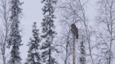 Büyük Gri Baykuş (Strix nebulosa) ölü bir ağacın üzerinde oturuyor ve Kuzey Avrupa, Kuusamo yakınlarındaki Fin Taiga ormanında soğuk bir kış günü etrafa bakıyor..