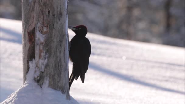 Gran Pájaro Carpintero Negro Dryocopus Martius Picoteando Viejo Árbol Muerto — Vídeos de Stock