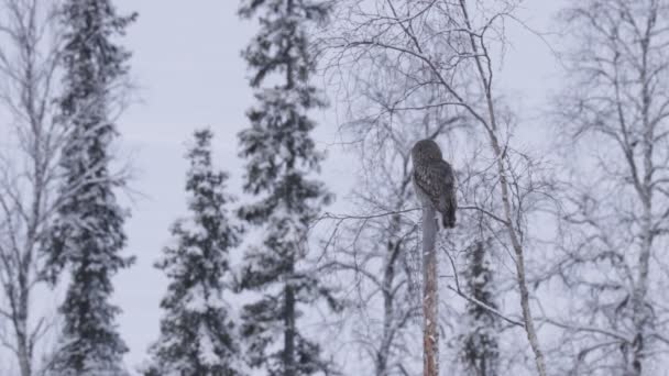 灰色のフクロウ Strix Nebulosa は古い枯れ木の上に座って 北ヨーロッパのKuusamo近くのフィンランドのタイガの森で寒い冬の日に見て回る — ストック動画