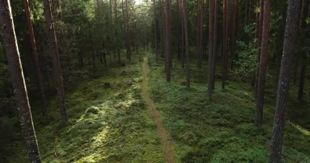 一架缓慢的无人驾驶飞机飞越了北欧爱沙尼亚北部的一个古老的松树林 — 图库视频影像