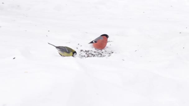 Coloré Mâle Eurasien Bullfinch Pyrrhula Pyrrhula Manger Des Graines Tournesol — Video