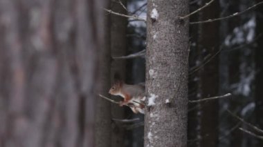 Şirin Kızıl Sincap (Sciurus vulgaris) kozalaklı Estonya ormanının ortasında bir Spruce dalında oturuyor..