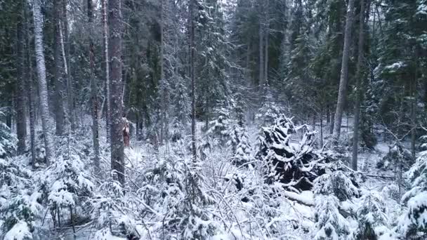 冬から雪の多い原生林を抜けるゆっくりとしたドローン飛行 雪の松とスプルースの木の間 エストニア 北ヨーロッパ — ストック動画