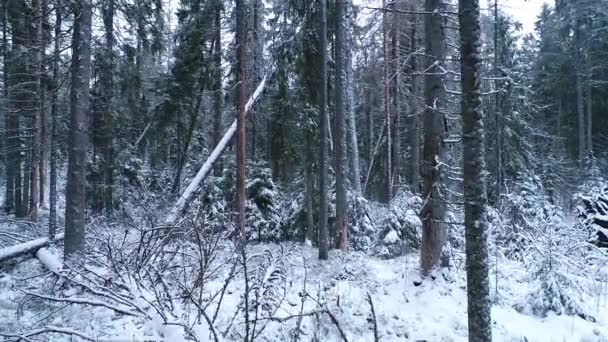 Медленный Полет Беспилотника Зимой Снежным Старым Первобытным Лесом Между Снежными — стоковое видео