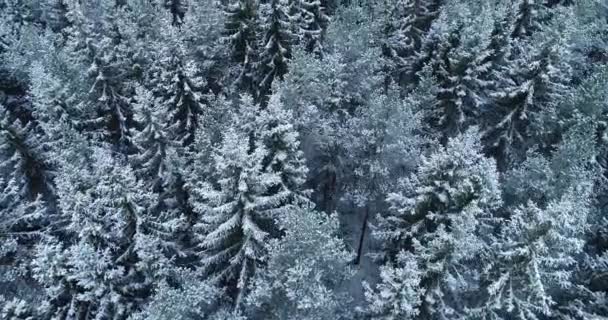 見事な冬の北半球の森の中で雪と霜の多い木々の上をスムーズに飛行します エストニア 北ヨーロッパで撮影 — ストック動画