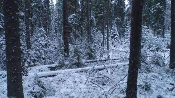 冬から雪の多い原生林を抜けるゆっくりとしたドローン飛行 雪の松とスプルースの木の間 エストニア 北ヨーロッパ — ストック動画