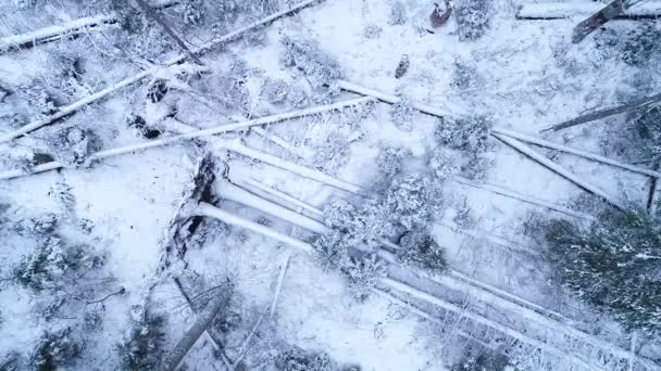 エストニア北部の森林地帯で枯死木と雪に覆われた古い成長の森の上に降下する空中ドローン映像 — ストック動画
