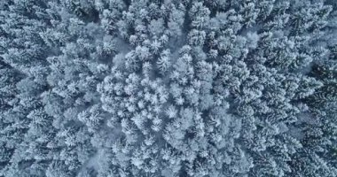 Kar ve buz örtüsüyle kaplı çarpıcı kış ormanı üzerinde uçmak. Estonya, Kuzey Avrupa 'da çekildi.