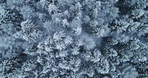 Полет Над Потрясающим Зимним Бореальным Лесом Покрытым Снегом Морозным Одеялом — стоковое видео