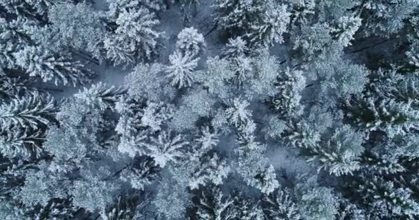 霜の多い雪に覆われた針葉樹林の上に立ち 松とトウヒが優勢です 北ヨーロッパのわずかな雪の間に冬のエストニアで撮影 — ストック動画