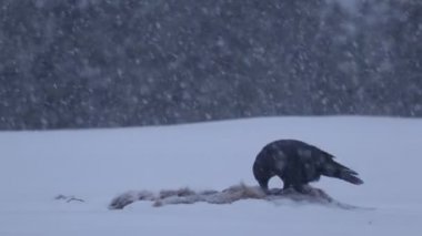 Kuzey Avrupa 'nın Tayga ormanında soğuk, karlı ve kasvetli bir kış gününde bir leşle beslenen Kuzgun (Corvus corax).
