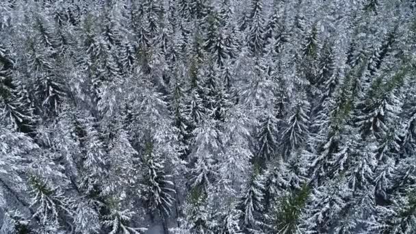 Een Langzame Drone Vlucht Besneeuwde Winterse Boreale Bossen Het Wilde — Stockvideo