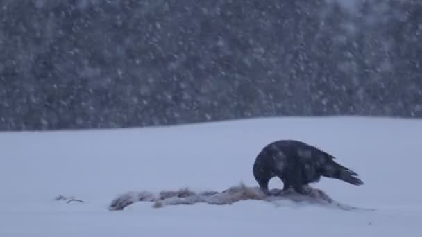 Raven Corvus Corax Feeding Carcass Cold Snowy Gloomy Winter Day — Stock Video