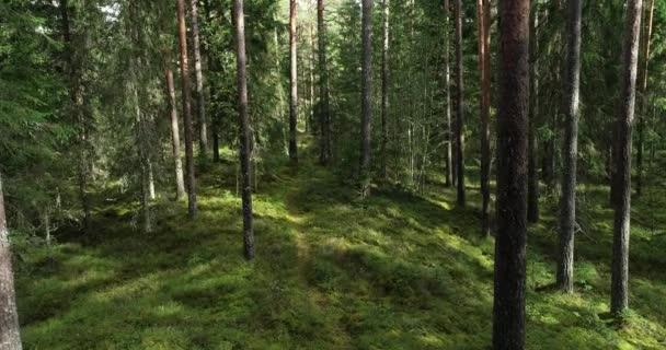 Mozgás egy régi fenyőerdőn keresztül az észt boreális erdőben Észak-Európában késő nyáron.