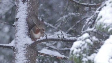 Küçük ve sevimli bir Kızıl Sincap (Sciurus vulgaris), Kuzey Avrupa 'daki Estonya kozalaklı bir ormanda kar fırtınasında fındık yiyor..