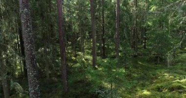 Kuzey Avrupa 'daki büyülü Estonya boreal ormanlarında insansız hava aracı uçuşu..