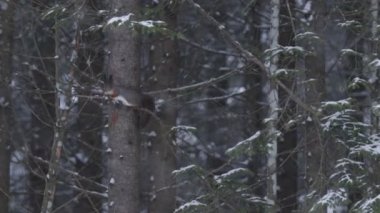 Şirin Kızıl Sincap (Sciurus vulgaris) Estonya kozalaklı ormanında bir ladin dalına tırmanıyor. Kuzey Avrupa 'da kışın yoğun kar yağışı sırasında..