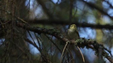 Küçük bir ötleğen (Phylloscopus sibilatrix) Kuzey Avrupa 'daki eski bir Estonya ormanında bir dalda durur..