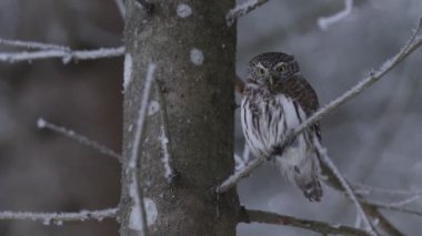Avrasya pigme baykuşunun küçük ve ciddi bir kuşu (Glaucidium passerinum), Kuzey Avrupa 'nın Estonya kozalaklı ormanlarındaki soğuk ve soğuk kış ormanlarında bir izinsiz girene bakıyor..