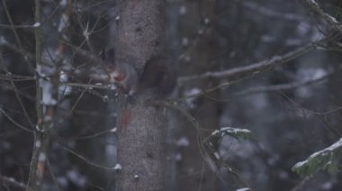Küçük ve sevimli Kızıl Sincap (Sciurus vulgaris), Kuzey Avrupa 'da şiddetli bir kar yağışı sırasında, kozalaklı Estonya ormanının ortasında kendisini temizler..