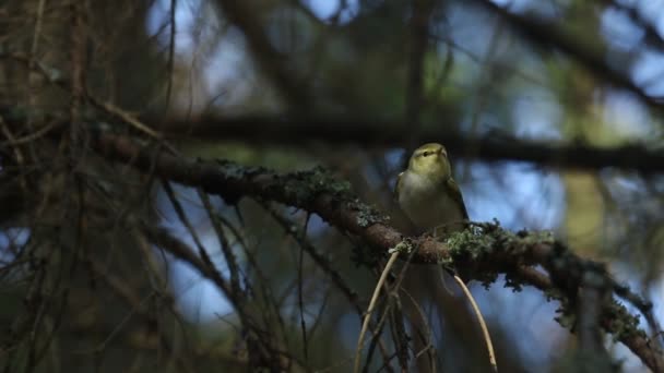 Невеликий Лісовий Тесля Phylloscopus Sibilatrix Стоїть Гілці Старому Естонському Лісі — стокове відео