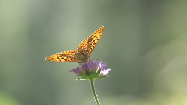 Fritilární Motýl Živící Květem Během Horkého Letního Dne Estonské Lesní — Stock video
