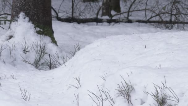 冬のエストニア針葉樹林 北ヨーロッパの雪のドリフトに登る小さくてかわいい赤いリス Sciurus Valgaris — ストック動画