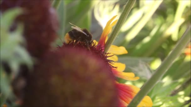 Macro Uma Abelha Europeia Bumble Polinizando Uma Flor Jardim Ensolarado — Vídeo de Stock