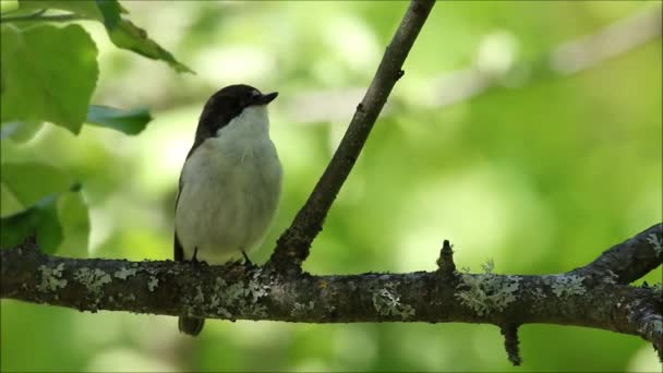 Common Songbird European Pied Flycatcher Ficedula Hypoleuca Singing Garden Spring — Stockvideo