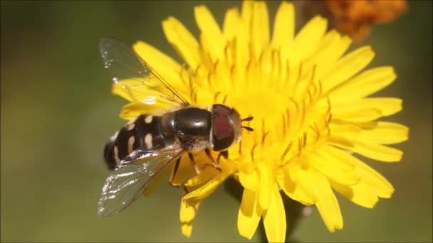 在爱沙尼亚一个阳光明媚的夏日 一只欧洲海鸥的特写镜头 Syrphidae以一朵生机勃勃的黄色花朵为食并为其授粉 — 图库视频影像